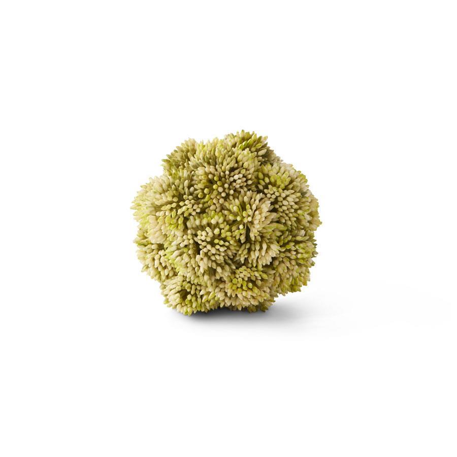 Sedum Ball Light Green - 4in