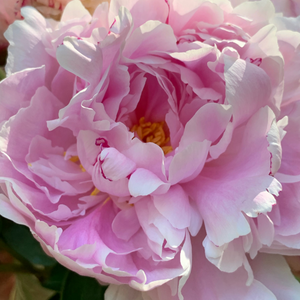 Polite Peony Paint By Number